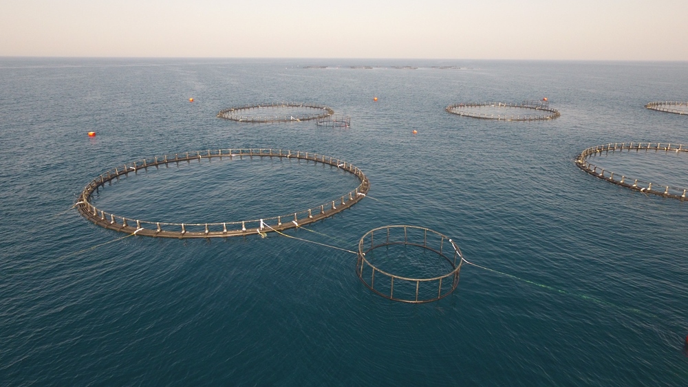 Investments in Oman aquaculture sector reach OMR 349 million