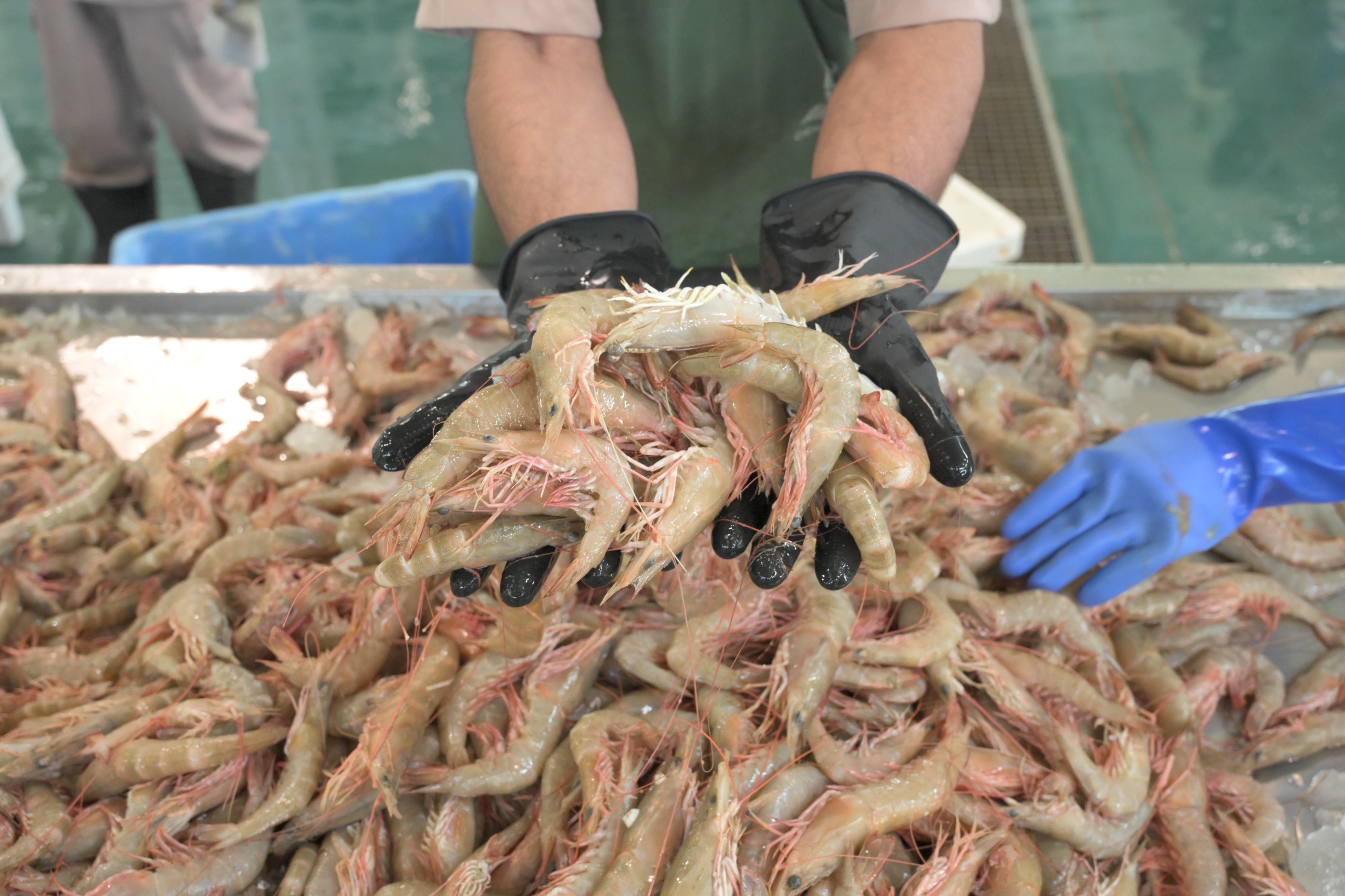 Investments in Oman aquaculture sector reach OMR 349 million