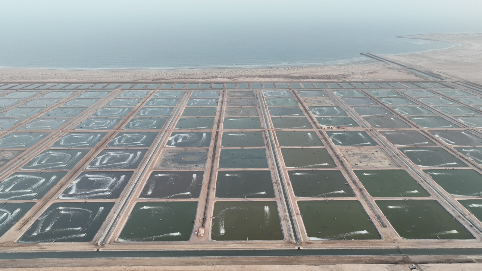 Investments in Oman aquaculture sector reach OMR 349 million