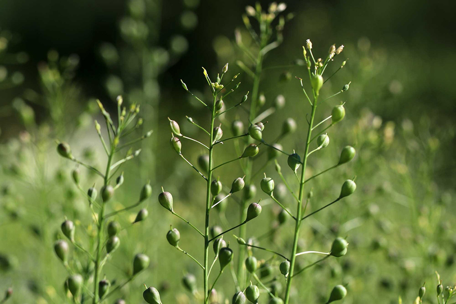 Pilot project to produce biofuels from Camelina