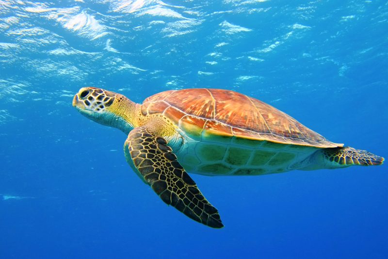 Turtle off sea in Oman